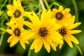 yellow flowers in the garden