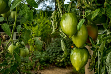 green tomatoes on the vine