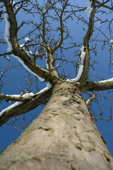 View of the tree trunk up to the treetop with snow in winter with blue sky