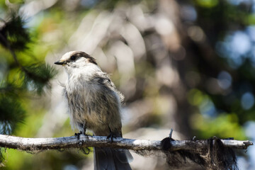 Mountain chickadee