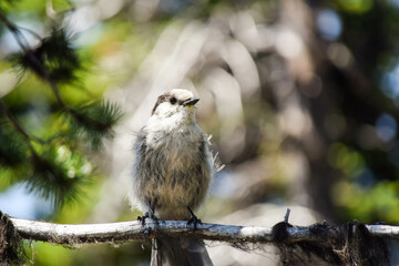 Mountain chickadee