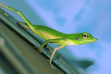 green lizard on a branch