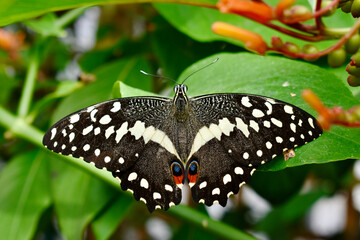 Closeup of a Citrus Swallowtail butterfly (dorsal) on a leaf, Butterfly Farm, Stratford-upon-Avon,...