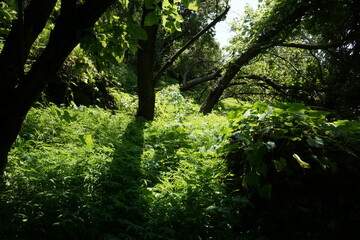 Vista de un bosque con claroscuro