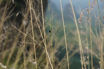 Pequeño insecto negro sobre el cesped 