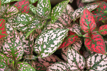 Various colored leaves in polka dot plants
