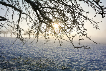 Fototapeta na wymiar Snow-covered landscape with branches at sunrise