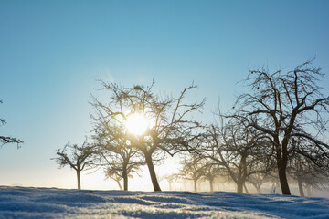 Trees, Sun, snow and blue sky