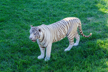 Plakat white bengal tiger