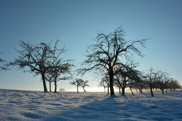 Many  trees in winter with a lot of snow and blue sky