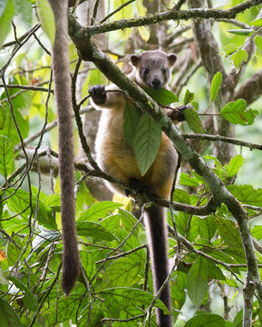 Lumholtz tree-kangaroo joey in the wild looking very cute onto the camera and showing its long tail hanging down . Mother Tree-kangaroo tail hanging next to joey