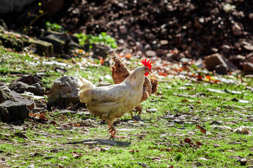 White hen in the meadow