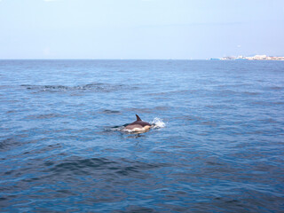 Dolphin jumping in blue water