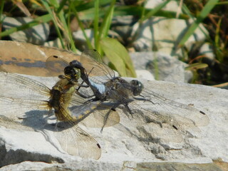 Anax ephippiger, the vagrant emperor, is a species of dragonfly in the family Aeshnidae It is a...