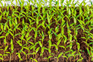 Pepper seedlings came up evenly. Growing seedlings in a greenhouse.