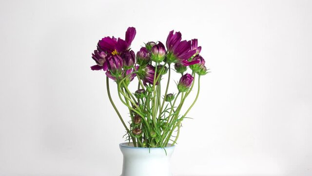 A bouquet of beautiful summer flowers kosmeya unfolds on a white background. Purple flowers close-up. Cosmos flower footage in High quality 4k.