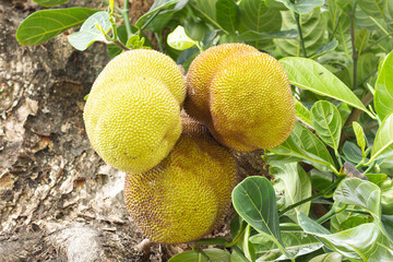 three jackfruit fruit on a tree with thick trunk with green leaves.