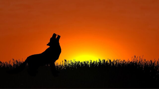  Wolf howling at sunset