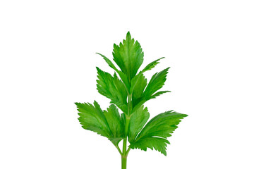 Celery sprig close-up isolated on white background