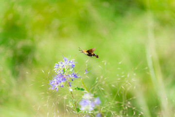 ヒメクロホウジャク