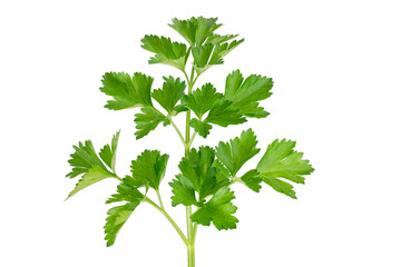 Beautiful sprig of green parsley isolated on white background. A fragrant vitamin seasoning for nutrition. Healthy food concept