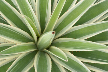 .top view of Agave sisalana plant on a sunny day.