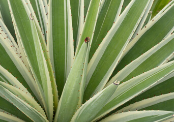  Agave sisalana plant on a sunny day.