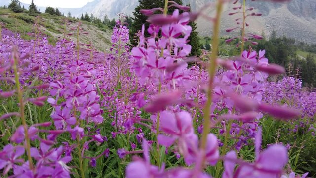 Beautiful alpine flowers on a hike in Kananaskis Country, Alberta, Canada near Calgary. Alpine blooming during a short summer season in Canadian Rocky Mountains. 