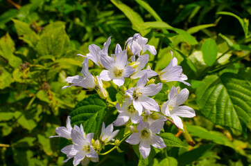 Beautiful cute flowers in the mountains in summer in the meadows