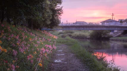 愛知県 稗田川 彼岸花・リコリス