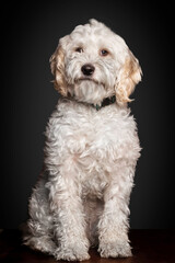 Bichon maltés posando para foto de estudio 