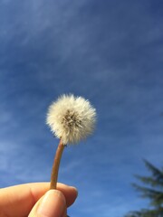 Diente de león © TC2412