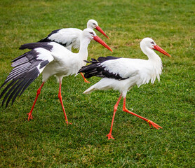 white stork at herring green farm, Wilstead. 