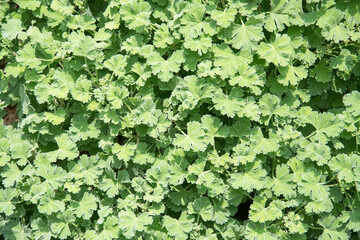 Nutmeg scented geranium herb growing in a garden