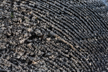 Frost on a wooden surface. Sawn log with arched pattern and hoarfrost. Gray texture background. Close-up.
