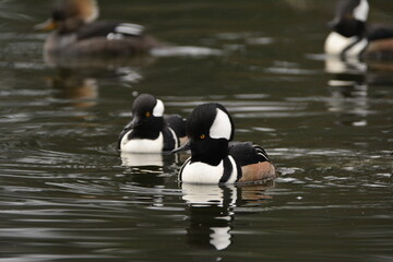 Hooded Mergansers on pond