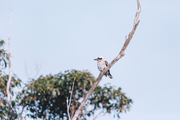 Laughing Kookaburra perched on tree branch