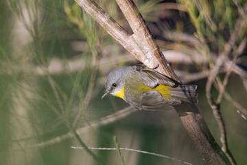 Eastern yellow breasted robin perched in a tree in the forest