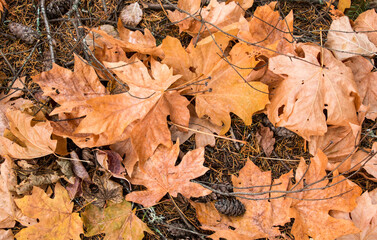 Golden Fallen Maple Leaves