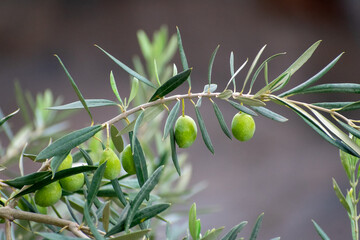 green olives on tree