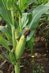 Fototapeta premium Corn on the cob growing on the plant. Vertical image.