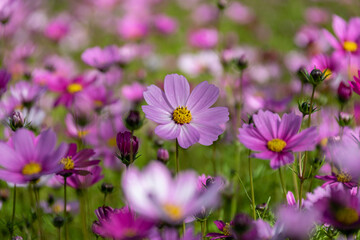 Early in the morning, the flowers of Persian chrysanthemums of all colors carry dew