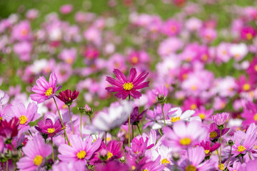 Obraz premium A sea of flowers composed of Persian chrysanthemums of various colors in the morning