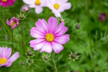 Obraz premium Close up of Persian chrysanthemums of various colors blooming on the grass