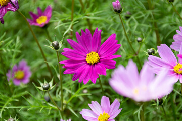 Fototapeta premium Close up of Persian chrysanthemums of various colors blooming on the grass