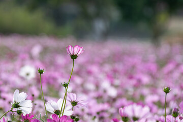 Obraz premium Early in the morning, the flowers of Persian chrysanthemums of all colors carry dew