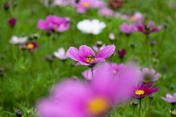 Close up of Persian chrysanthemums of various colors blooming on the grass