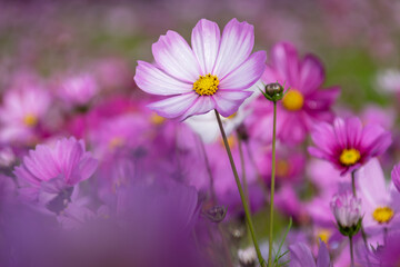 Obraz premium Early in the morning, the flowers of Persian chrysanthemums of all colors carry dew