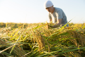 収穫前の米を見る農家
