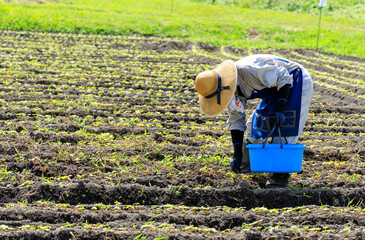畑で農作業をしている男性　農家　農業